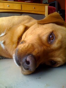 <div xmlns:cc="http://creativecommons.org/ns#" about="http://www.flickr.com/photos/whatnot/2350603882/"><a rel="cc:attributionURL" href="http://www.flickr.com/photos/whatnot/">http://www.flickr.com/photos/whatnot/</a> / <a rel="license" href="http://creativecommons.org/licenses/by-nc-sa/2.0/">CC BY-NC-SA 2.0</a></div>