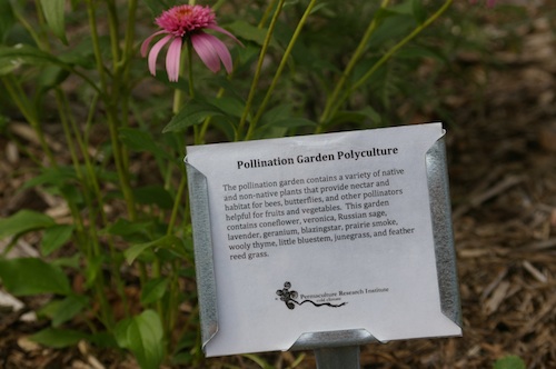 Pollination garden