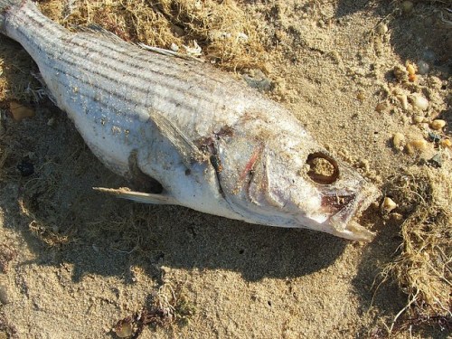 Photo by Midquel, published under Creative Commons license. FFI - https://www.flickr.com/photos/39151655@N00/191432293