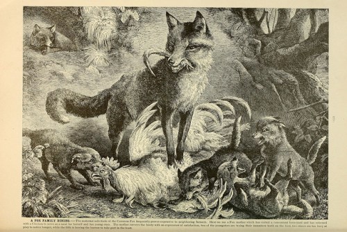 Brehm's Life of animals : Volume 1, Mammalia Chicago :Marquis,1895. http://biodiversitylibrary.org/item/37942