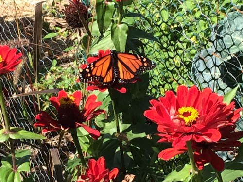Monarchs loved the bright red zinnias in the Merriam Station Community Garden
