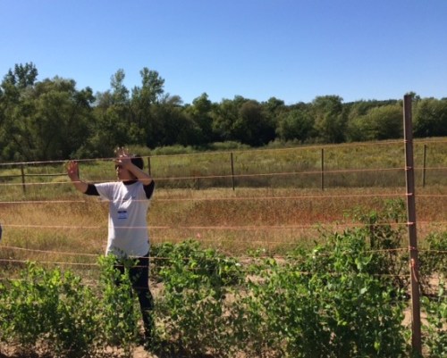 Yao Yang explains use of trellis