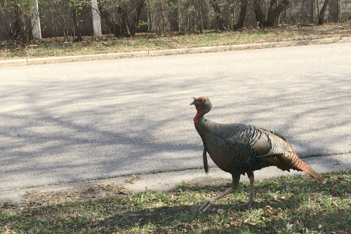 St. Paul turkey on St. Anthony Avenue