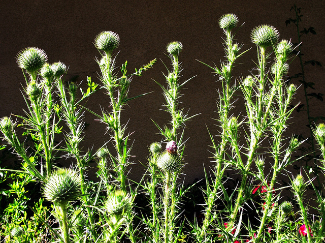 7258615016_6ffe86c4d0_z