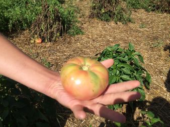 tomato in hand